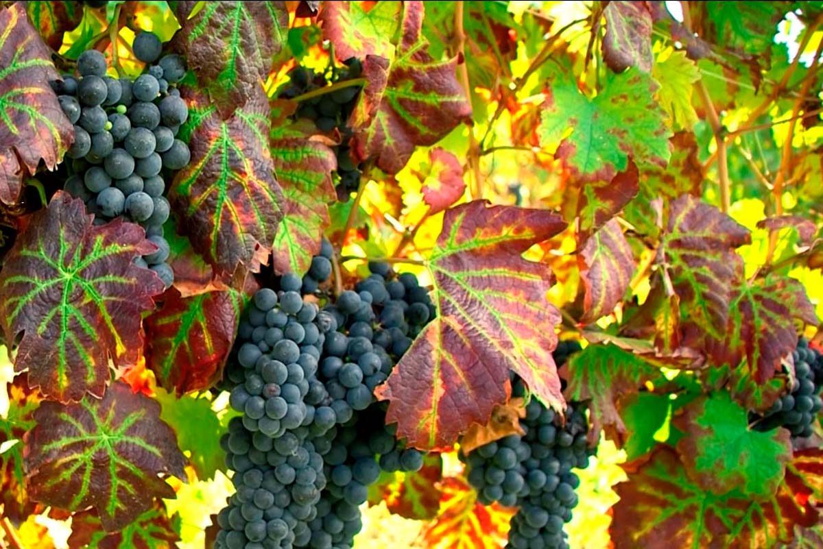 Uva dei grandi vini Ruchè Docg del Monferrato